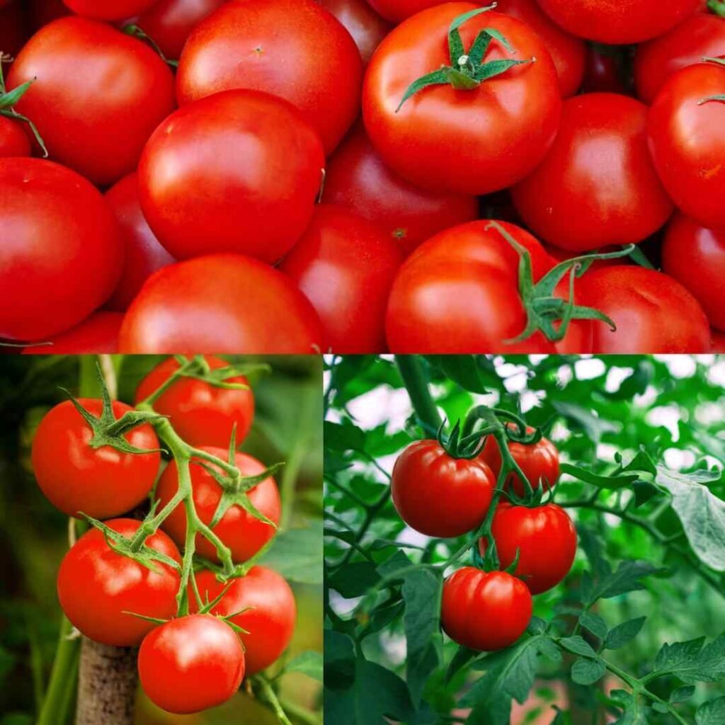 Ghar par grow bag me tamatar kaise ugaye